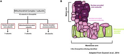 Roles for Mitochondrial Complex I Subunits in Regulating Synaptic Transmission and Growth